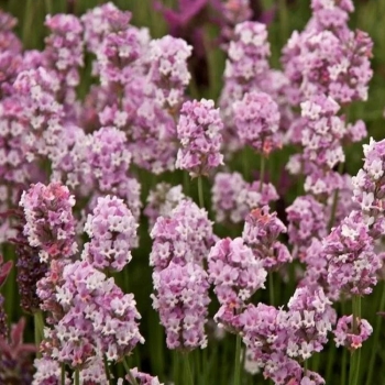 Лаванда узколистная Розеа