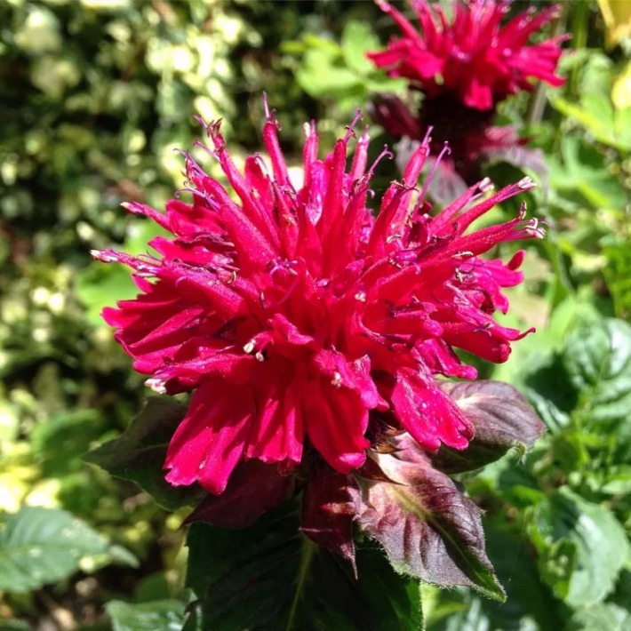 Монарда Гевиттерволке