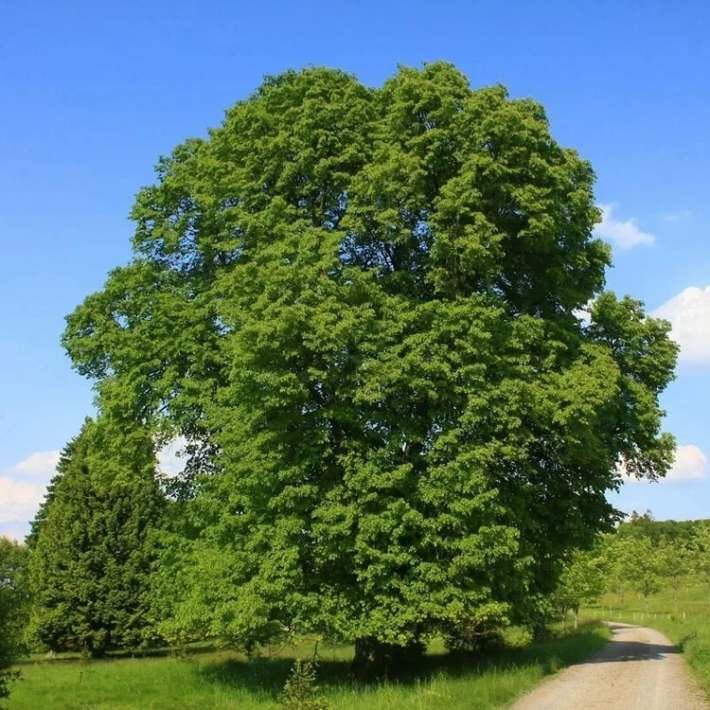 Липа крупнолистная
