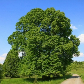 Липа крупнолистная