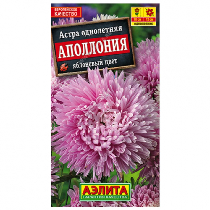 Астра Аполлония яблоневый цвет