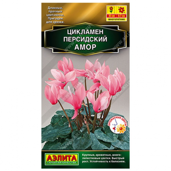 Цикламен персидский Амор
