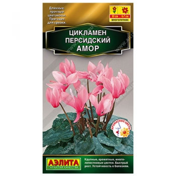Цикламен персидский Амор