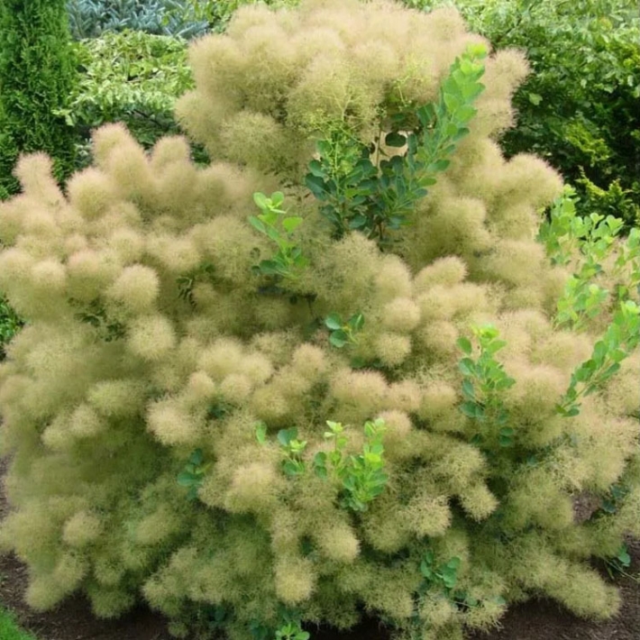 Скумпия кожевенная Янг Леди