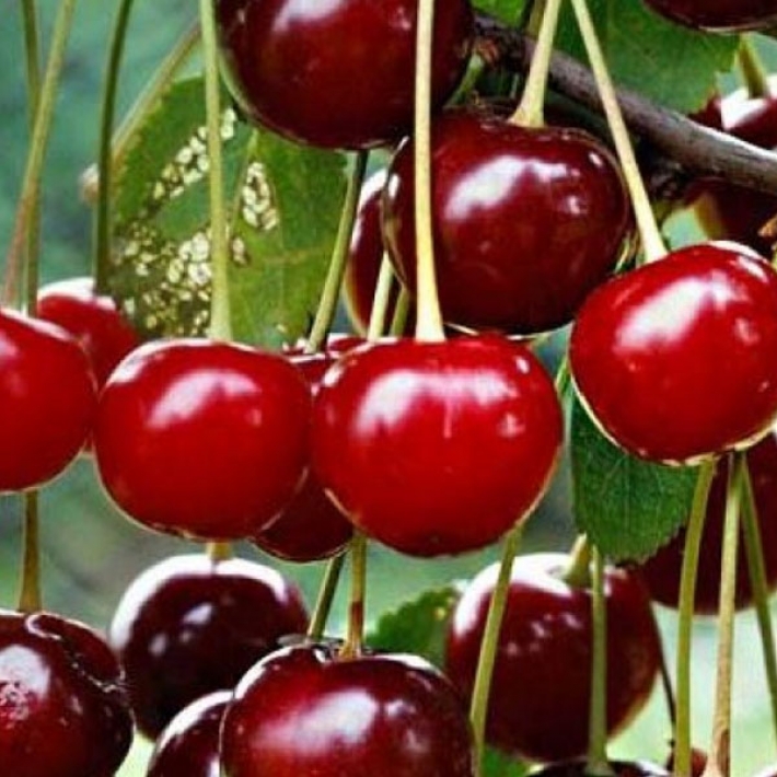 Вишня Подарок учителям