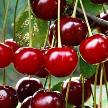 Вишня Подарок учителям