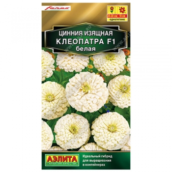 Цинния Клеопатра F1 белая