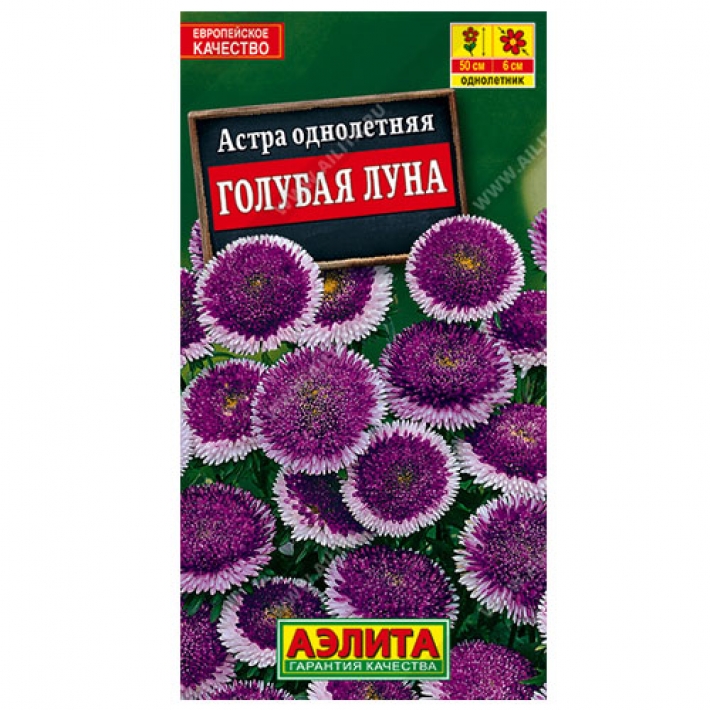 Астра Голубая Луна