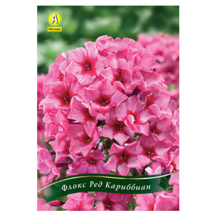 Флокс Ред Кариббиан