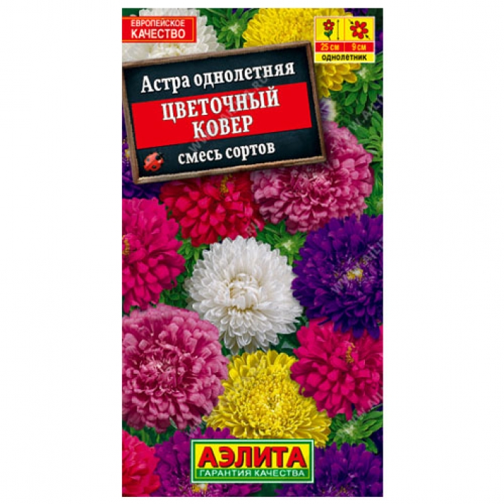 Астра Цветочный ковер, смесь сортов