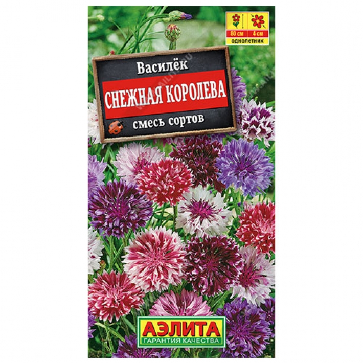 Василек Снежная королева, смесь сортов