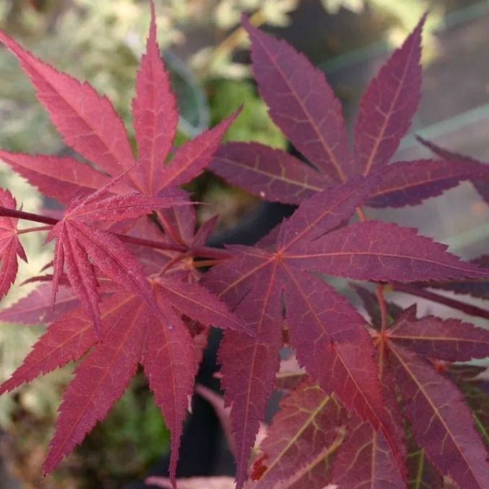 Клен дланевидный Атропурпуреум