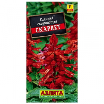 Сальвия сверкающая Скарлет