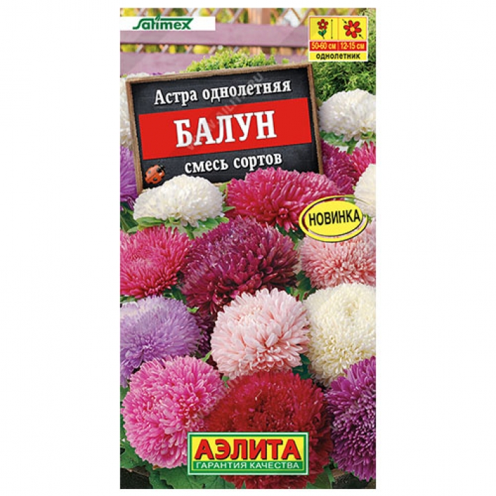 Астра Балун, смесь сортов