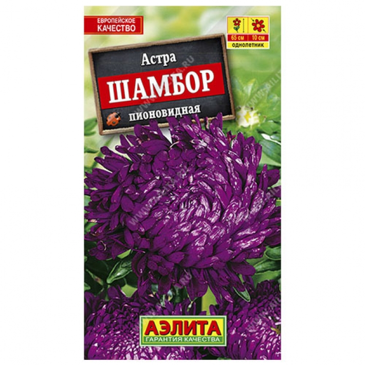 Астра Шамбор
